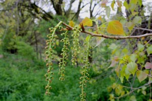 populus nigra (2) (1200 x 800).jpg